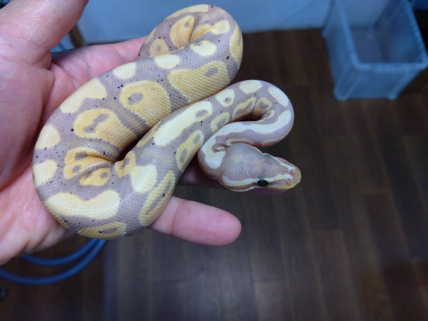 ball-python-banana-het-pied-20260704