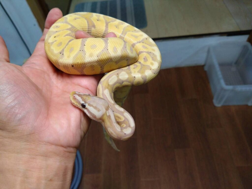 ball-python-banana-pastel-20260704