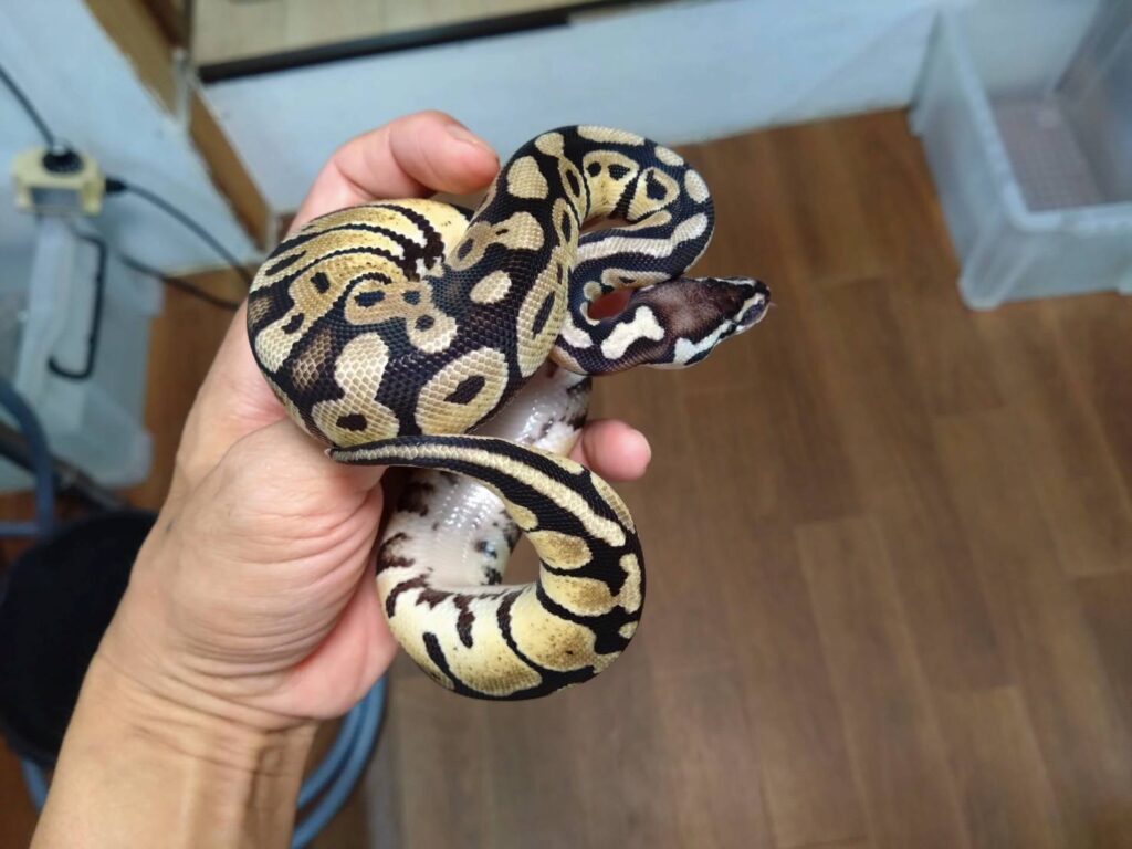 ball-python-pastel-20260704