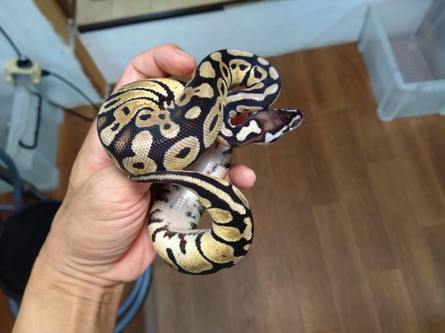 ball-python-pastel-20260704