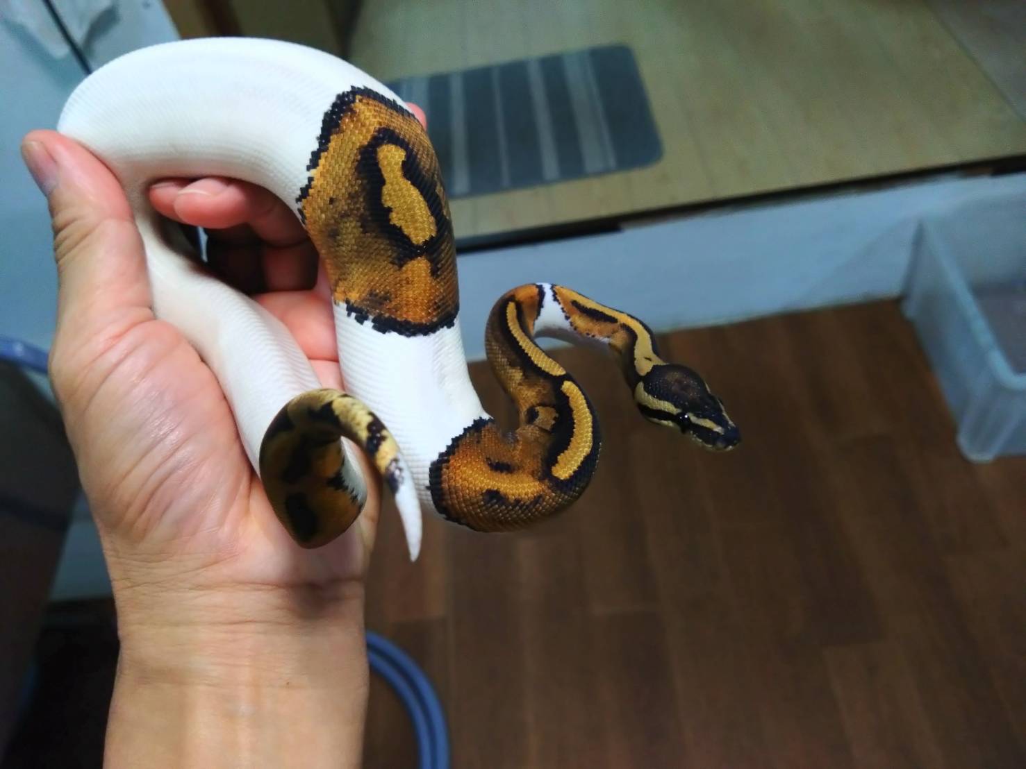 ball-python-pied-20260704