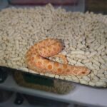 seibushishibanahebi-arubinokonda-20260822